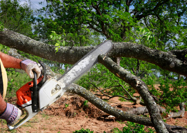 Trusted University Gardens, NY Tree Service Experts